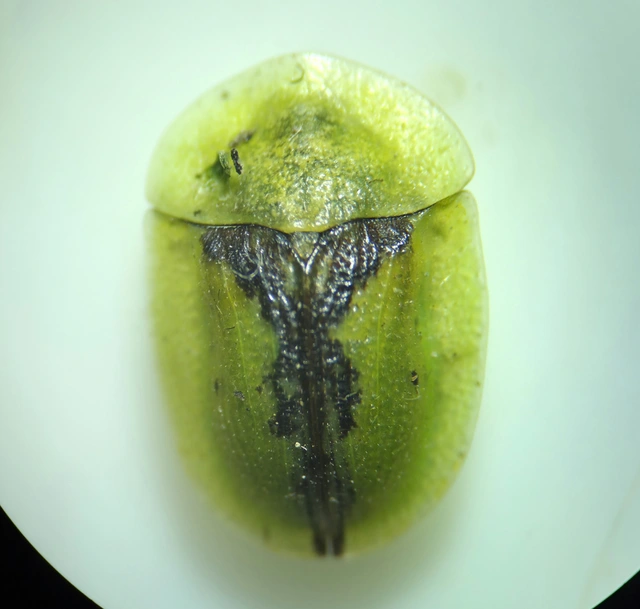Cassida vibex - szőrös pajzsbogár