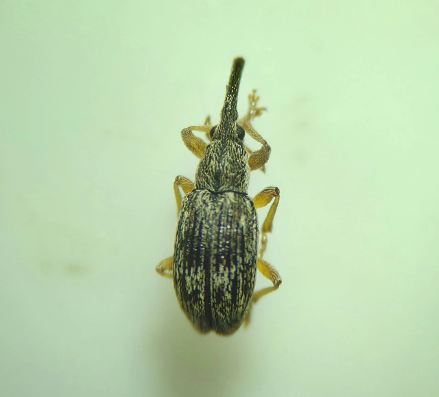 Taeniapion urticarium - csalán-cickányormányos