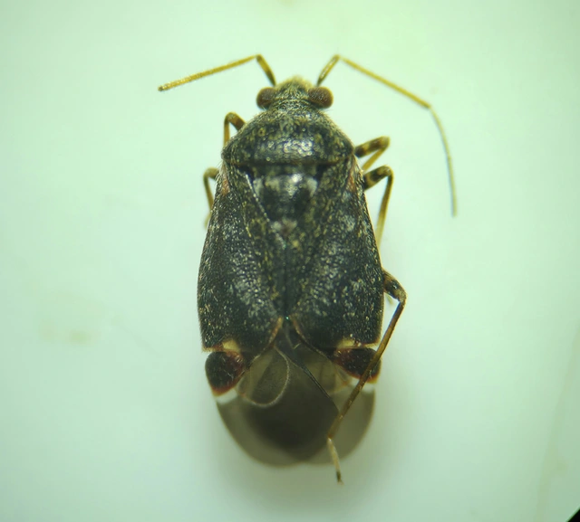 Polymerus