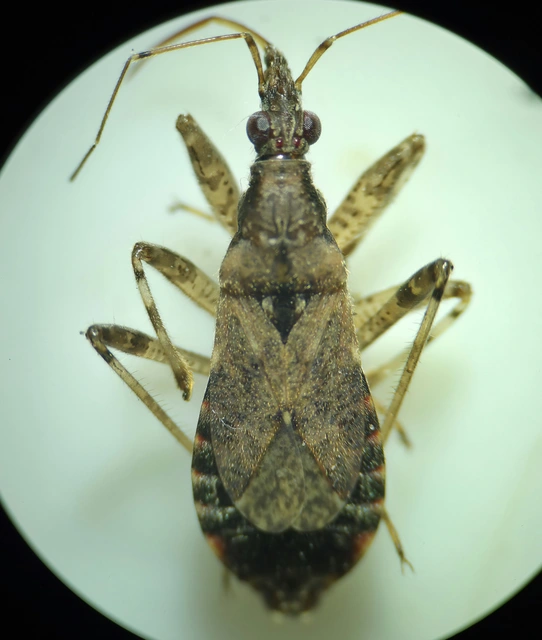 Himacerus mirmicoides - csalán-tolvajpoloska