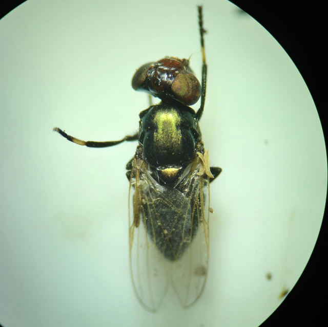 Physiphora alceae