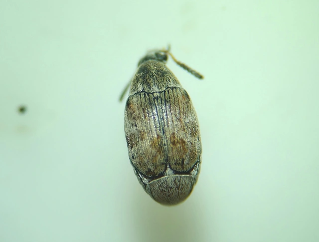 Acanthoscelides pallidipennis - gyalogakác-zsizsik