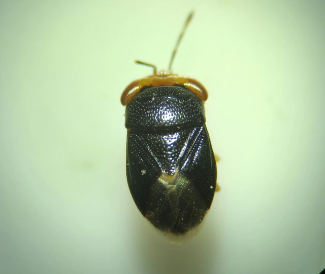 Geocoris Geocoris