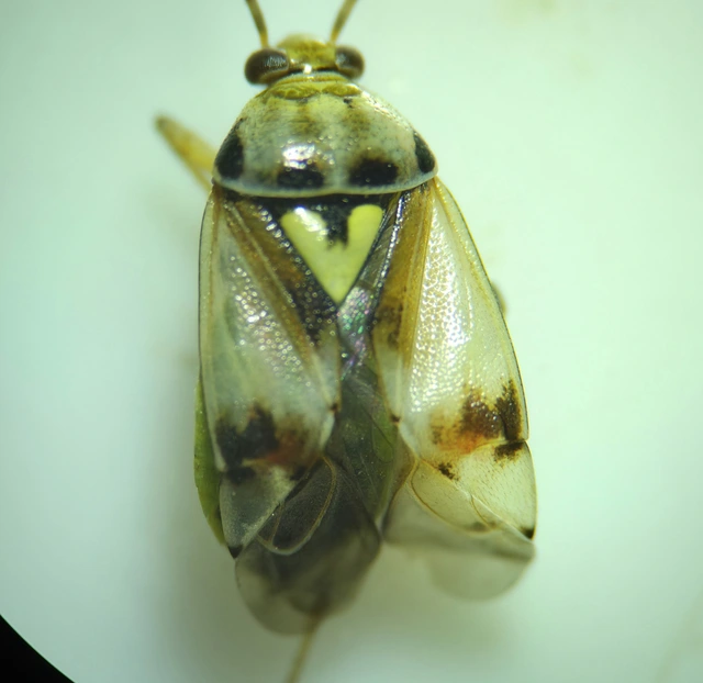 Lygus pratensis - változó mezeipoloska