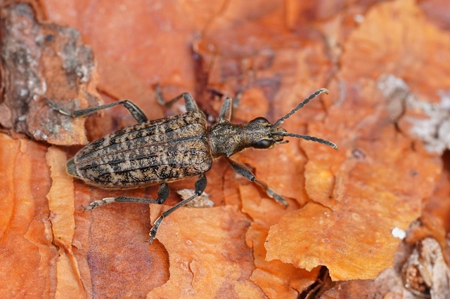 Rhagium inquisitor - fenyves-tövisescincér