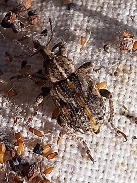 Brachypera dauci - gólyaorr-gubósormányos