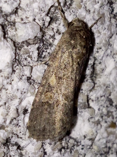 Spodoptera exigua - apró jegyesbagoly