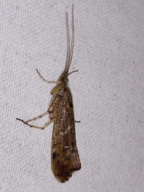 Trichoptera - Tegzesek
