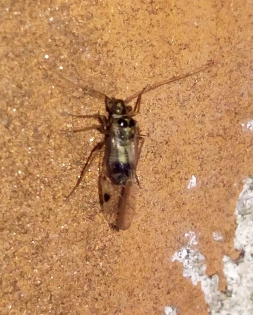 Psocoptera - Fürgetetvek
