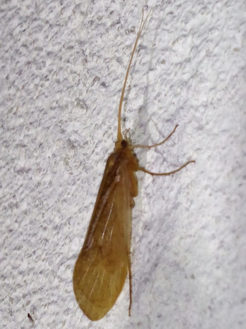 Trichoptera - Tegzesek