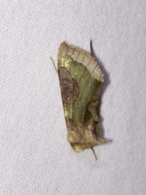 Diachrysia chrysitis - aranybagoly