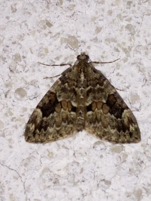 Thera variata/britannica