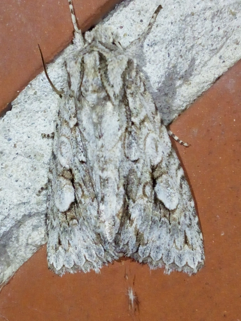 Meganephria bimaculosa - kétfoltos szilbagoly