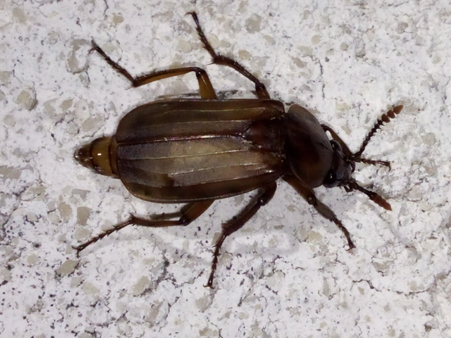 Necrodes littoralis - nagy dögbogár