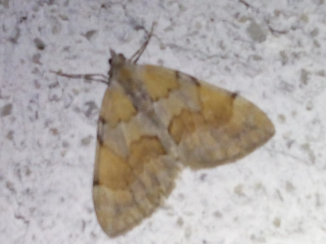 Pennithera firmata - sárgásvörös fenyőaraszoló