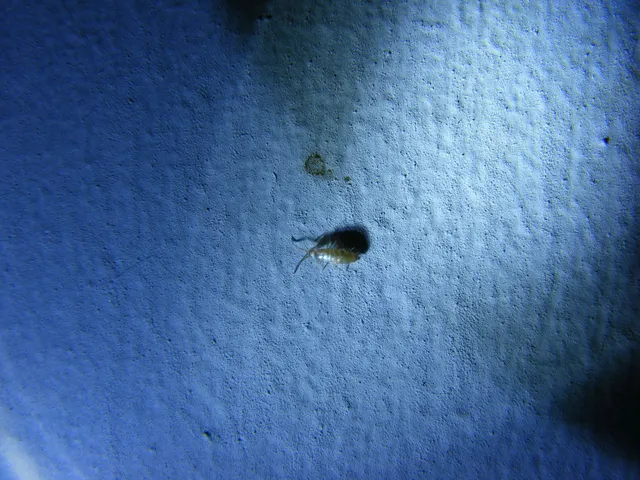 Collembola - Ugróvillások