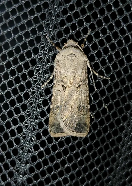 Agrotis segetum - vetési földibagoly