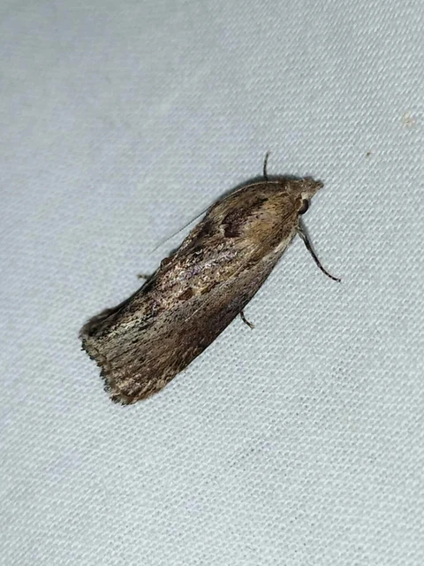 Galleria mellonella - nagy viaszmoly
