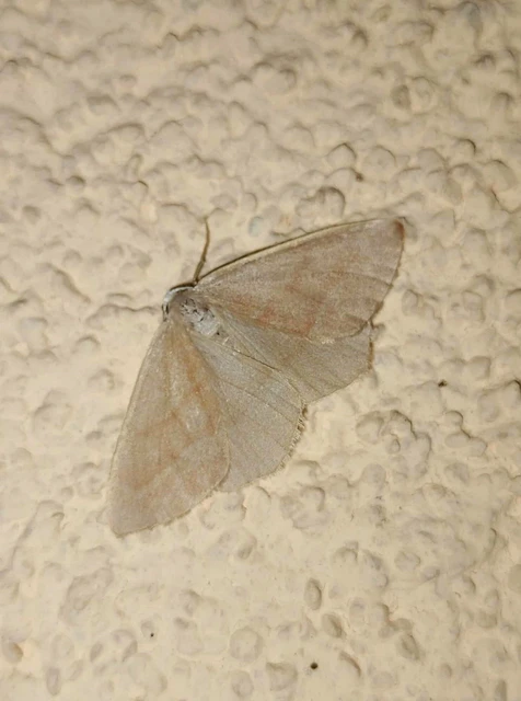 Hylaea fasciaria - erdeifenyő-sávosaraszoló