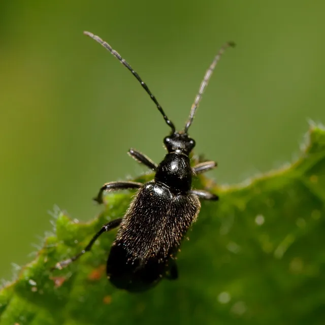 Dinoptera collaris - vörösnyakú virágcincér