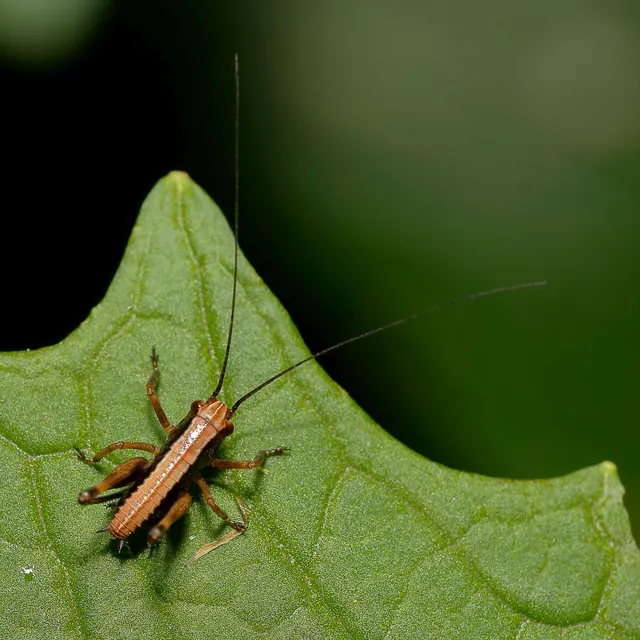 Pholidoptera griseoaptera - szürke avarszöcske