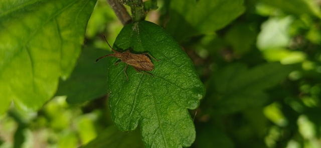 Coriomeris
