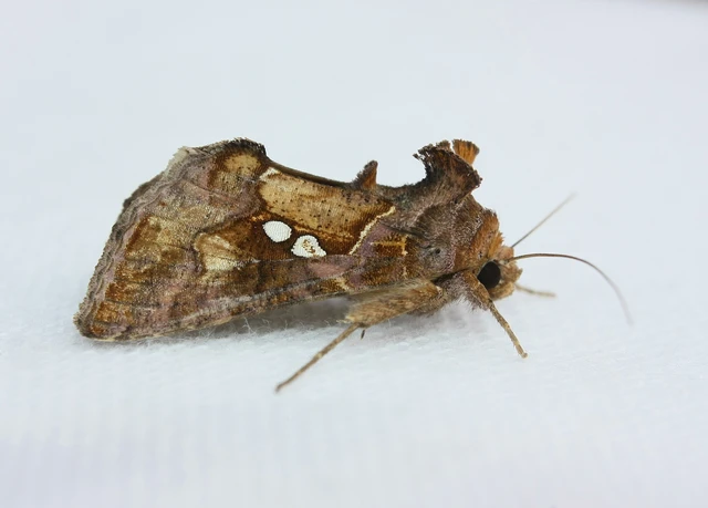 Chrysodeixis chalcites - déli aranybagoly