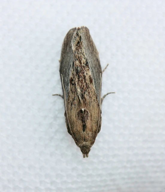 Galleria mellonella - nagy viaszmoly