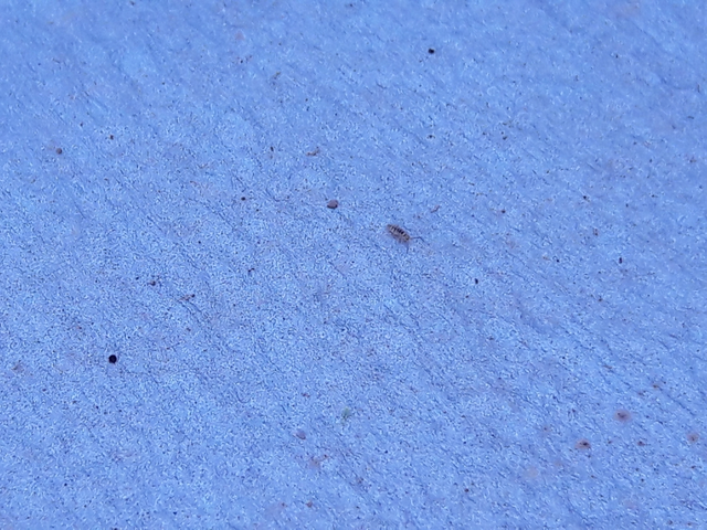 Collembola - Ugróvillások