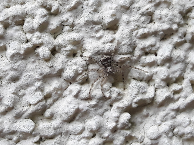 Philodromus