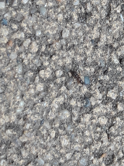 Drusilla canaliculata - közönséges hangyászholyva