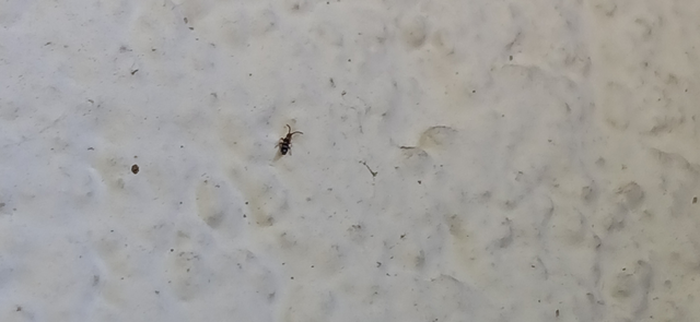 Collembola - Ugróvillások