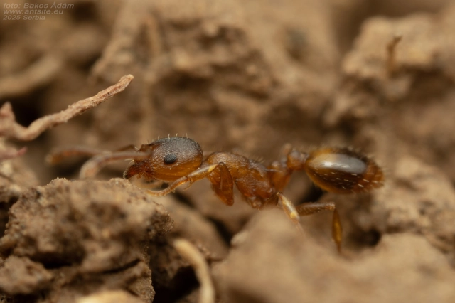 Temnothorax crassispinus - gubacslakó kéreghangya
