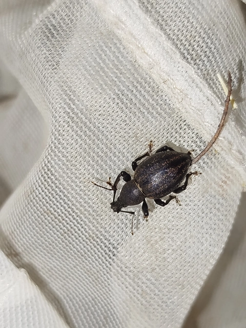 Otiorhynchus alutaceus