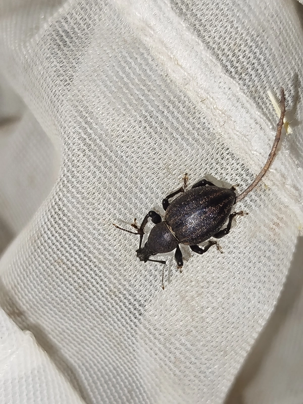 Otiorhynchus alutaceus