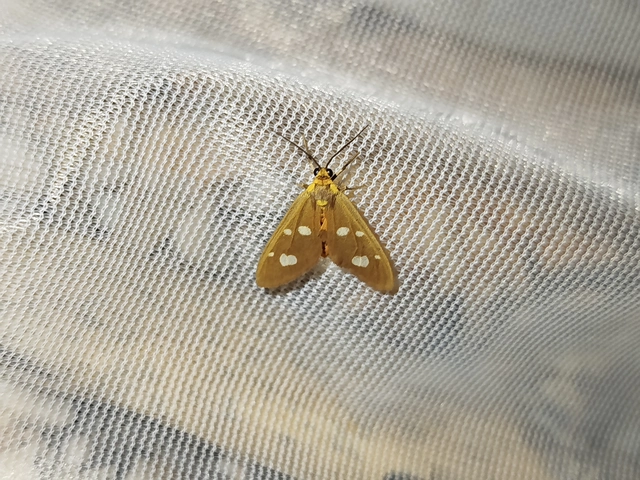 Dysauxes famula