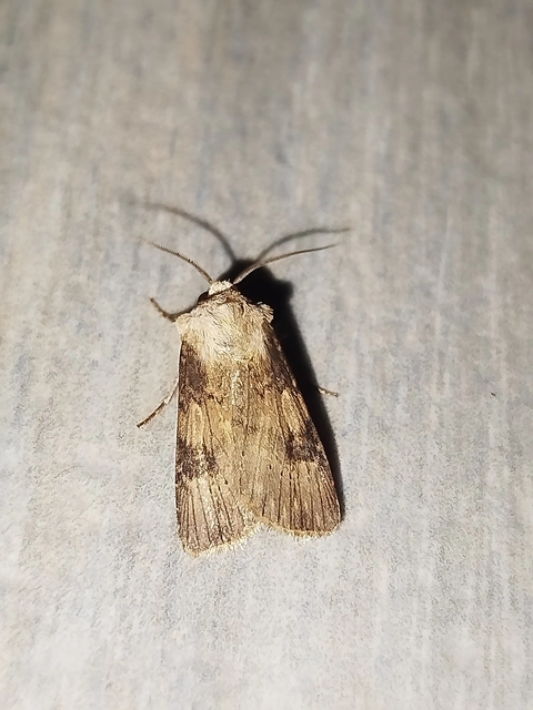 Agrotis puta - sárgászöld földibagoly