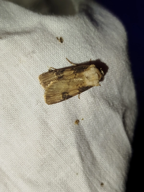 Agrotis puta - sárgászöld földibagoly