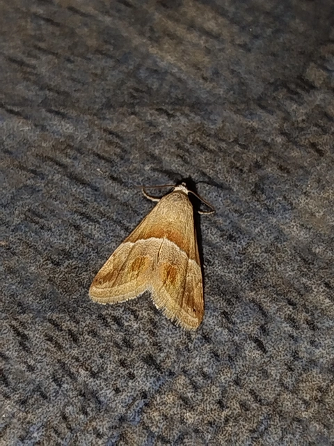 Eublemma parva - peremizs-törpebagoly