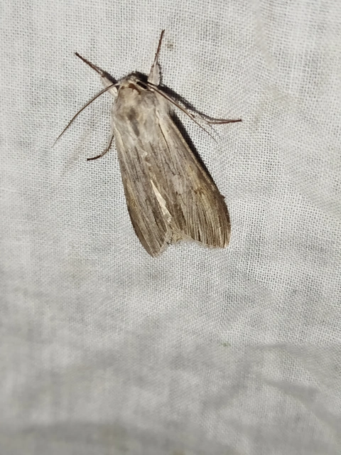 Cucullia umbratica - közönséges csuklyásbagoly