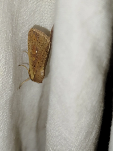 Mythimna unipuncta - hordabagoly