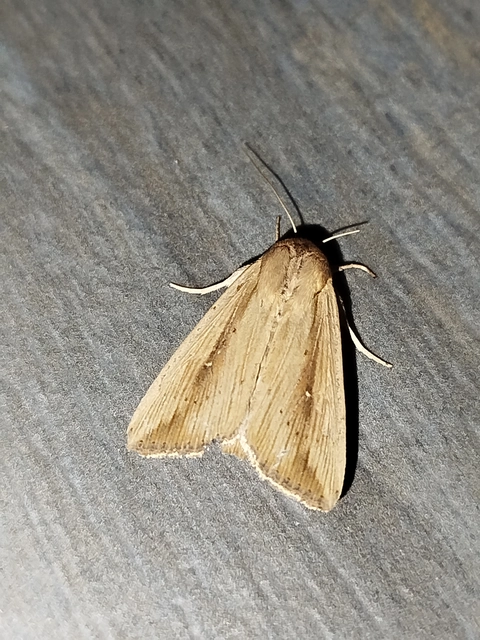Leucania loreyi - déli rétibagoly