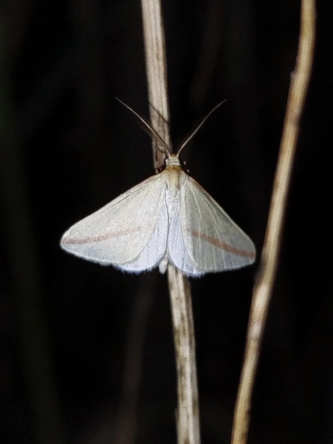 Rhodometra sacraria - rózsacsíkos araszoló