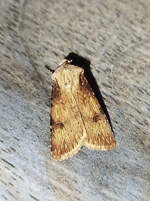 Agrotis puta - sárgászöld földibagoly
