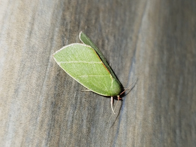 Bena bicolorana - tölgyfa-zöldbagoly