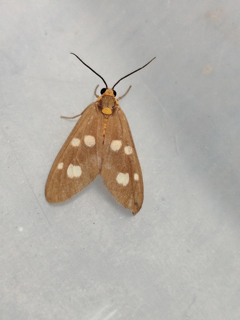 Dysauxes famula