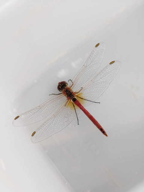 Sympetrum fonscolombii - vándor katona-szitakötő