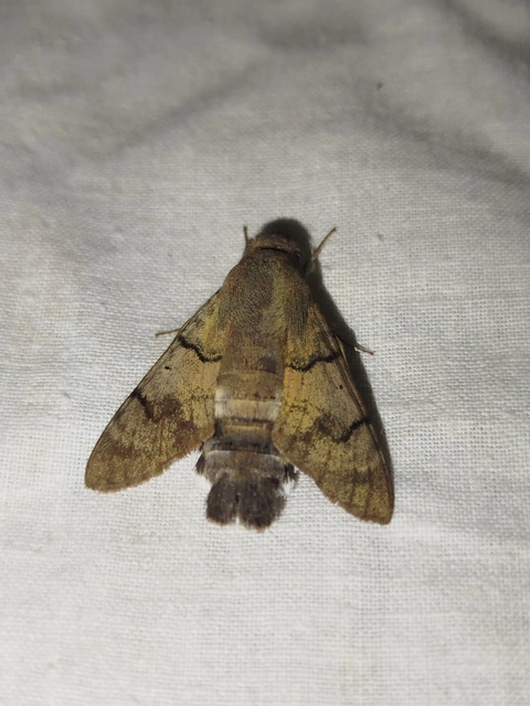 Macroglossum stellatarum - kacsafarkú szender