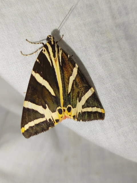 Euplagia quadripunctaria - csíkos medvelepke