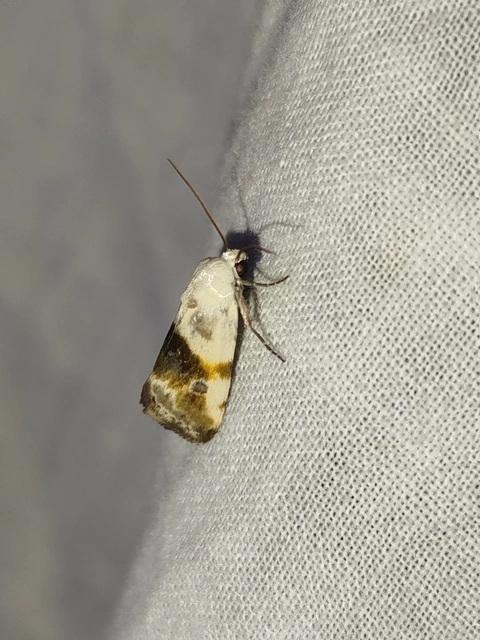 Ponometia candefacta - parlagfűbagoly
